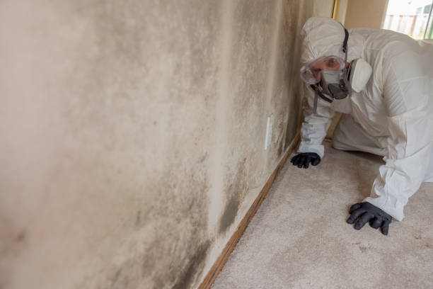 Why You Should Choose Our Mold Remediation Services in Vaughn, WA